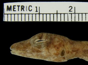 Media type: image; Herpetology R-154125
